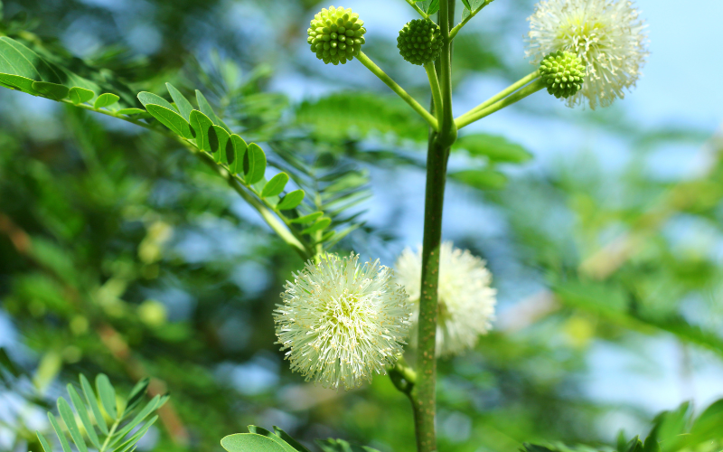 Jumbie Bean Flower - 
 