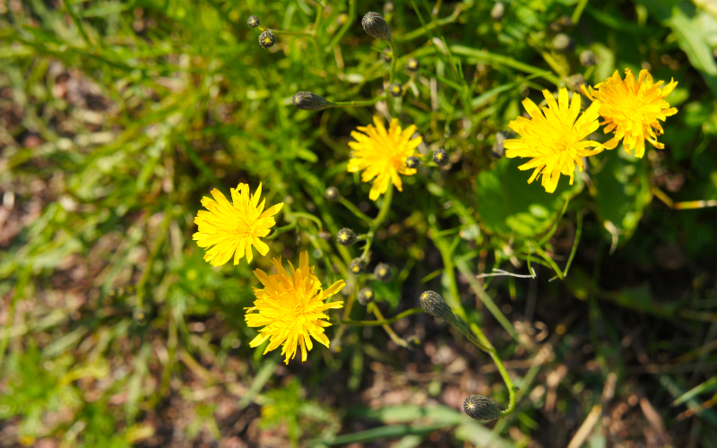 Leontodon Flower - Yellow Flowers Name