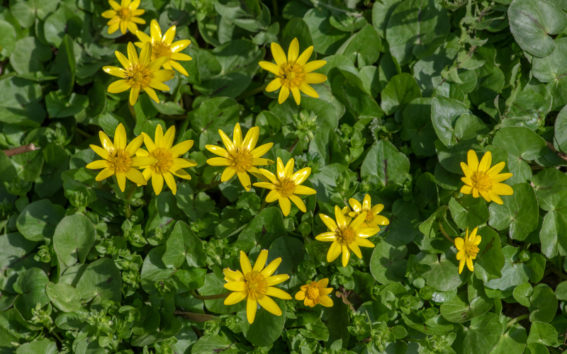 Lesser Celandine Flower - Yellow Flowers Name