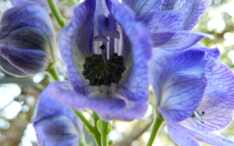 Monkshood Flower - Blue Flowers Name with Pictures