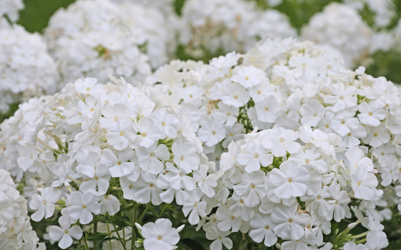 Phlox Flower- White Flowers Name