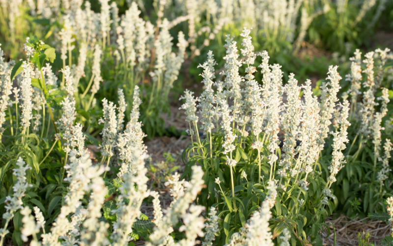 Profusion Salvia Flower - White Flowers Name