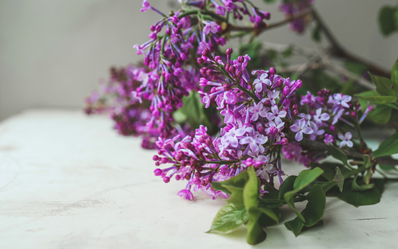Purple flowers and their meanings -