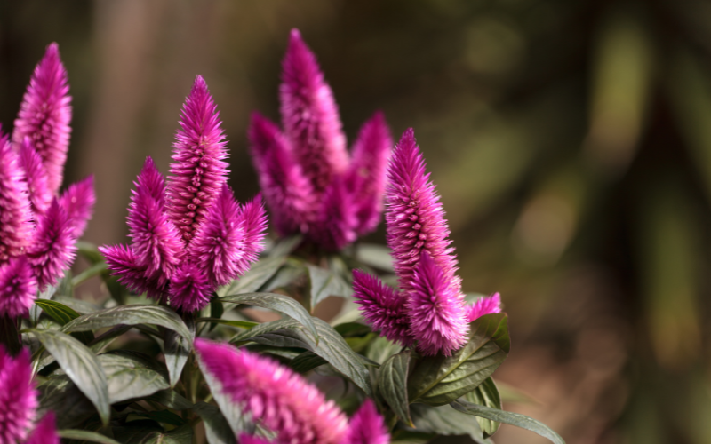 Ruby Parfait Celosia Flower - Pink Flowers Name