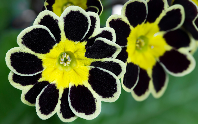 Silver Laced Primrose Flower - Black Flowers Name