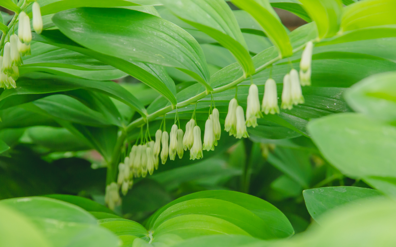 Smooth Solomon’s Seal Flower - Green Flowers Name