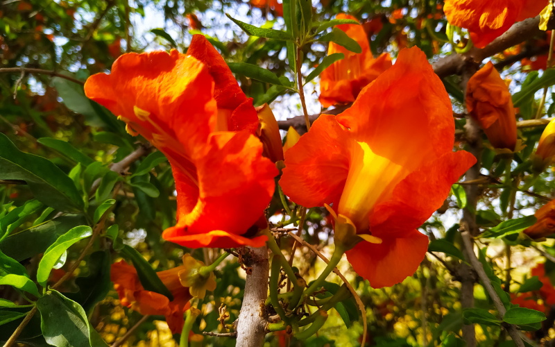 Rohira Flower - Flowers Name In Bengali 