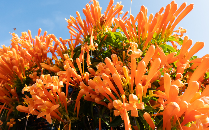 Trumpet Vine Flower - Orange Flowers Name