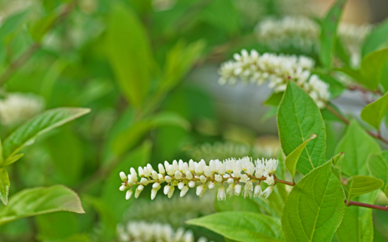 Virginia Sweetspire Flower - White Flowers Name