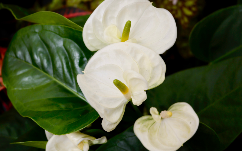White Anthuriums Flower - White Flowers for Funeral