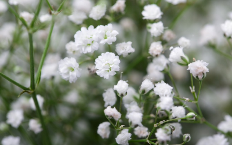 White Baby’s Breath Flower - White Flowers for Funeral