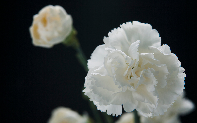 White Carnations Flower - White Flowers for Funeral