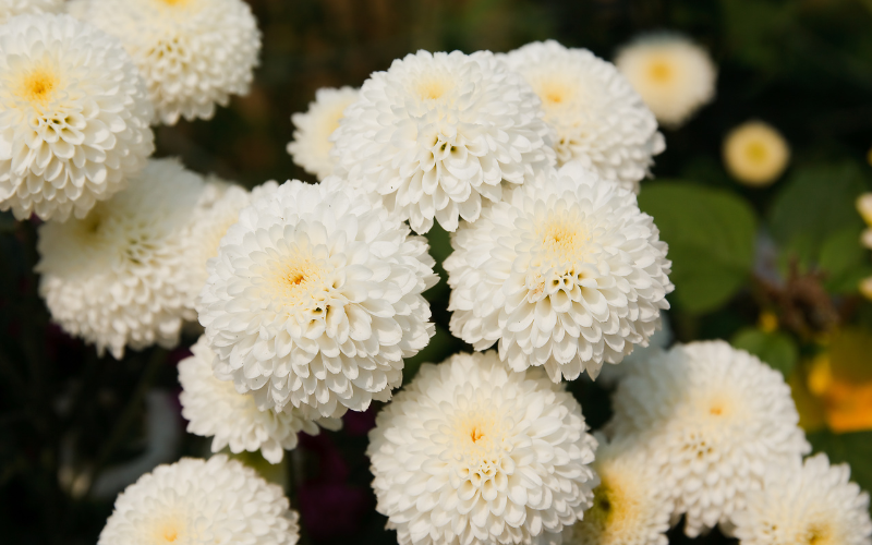 White Chrysanthemums Flower - White Flowers for Funeral
