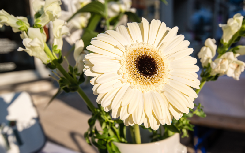 White Gerbera Daisies Flower - White Flowers for Funeral