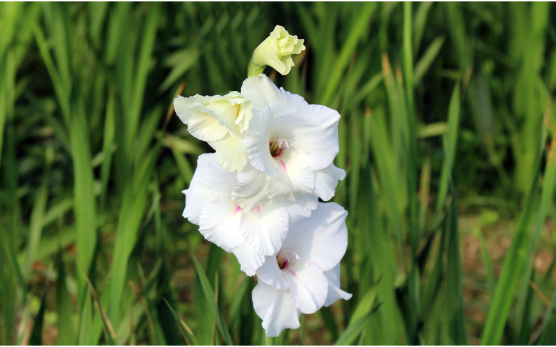 White Gladiolas Flower - White Flowers for Funeral