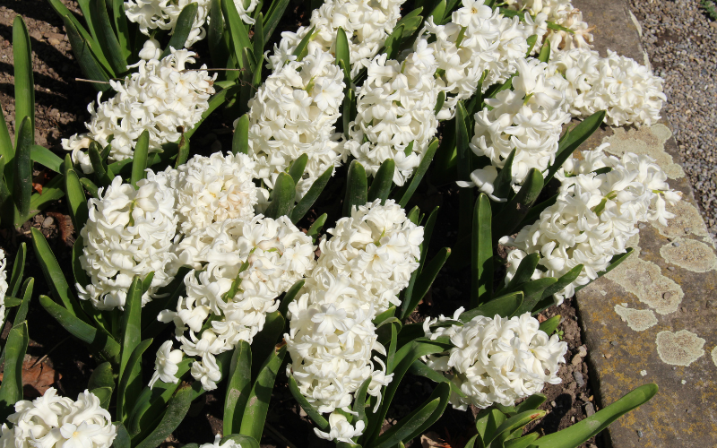 White Hyacinth Flower - White Flowers for Funeral