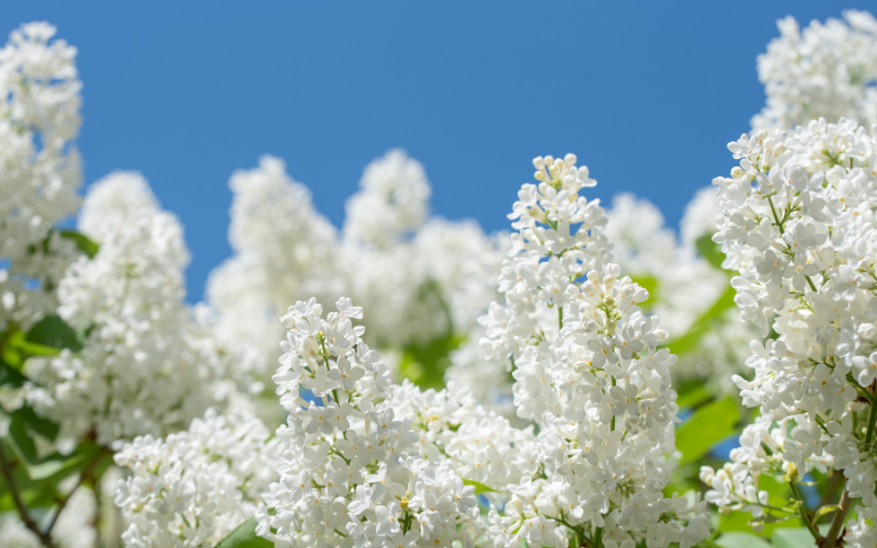 White Lilac Flower- White Flowers for Funeral