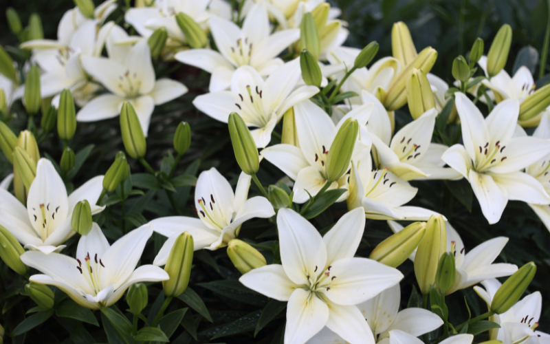 White Lilies Flower - White Flowers for Funeral