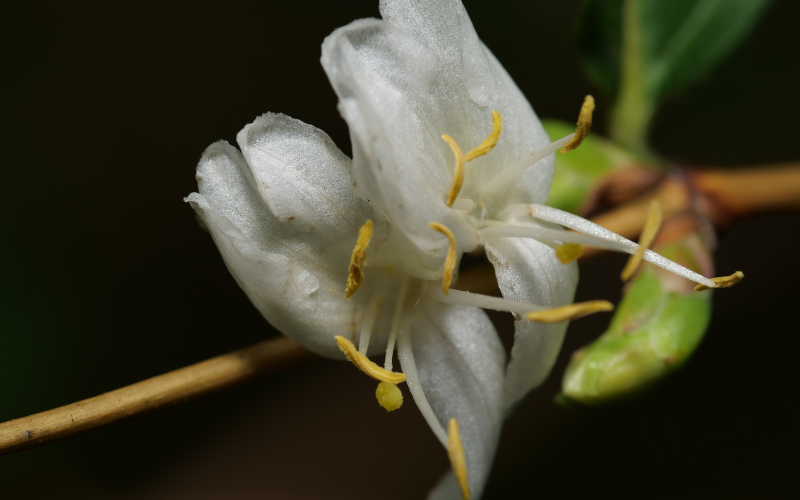 Winter honeysuckle Flower - White Winter Flowers