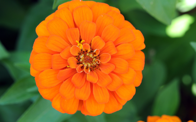 Zinnia Flower - Orange Flowers Name