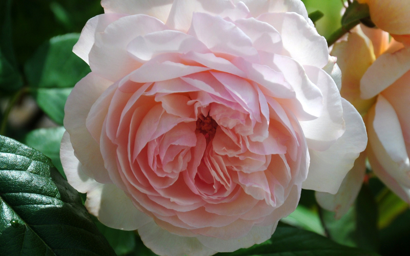 A Shropshire Lad Flower - Pink Flowers Name