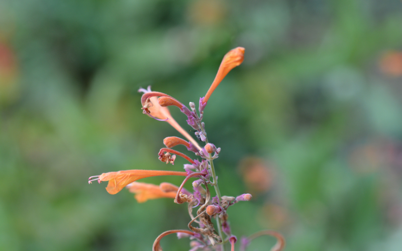 Agastache rupestris Flower - Flowers that Look Like Animals