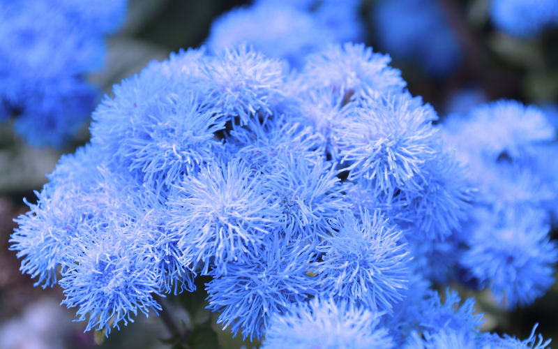 Agratum Flower - Blue Flowers Name with Pictures
