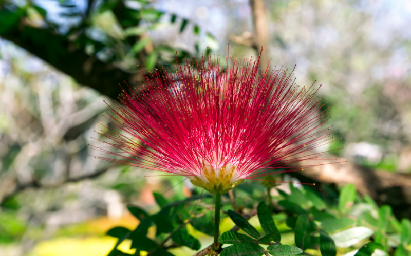 Albizia Flower - Flowers Name Starting with A