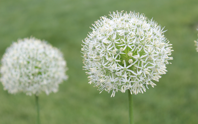 Allium Flower - White Flowers Name
