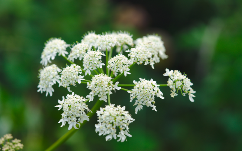 Angelica Flower - Flowers Name Starting with A