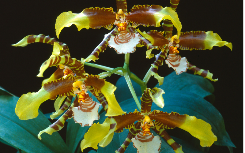 Antler Orchid - Brown Flowers Name