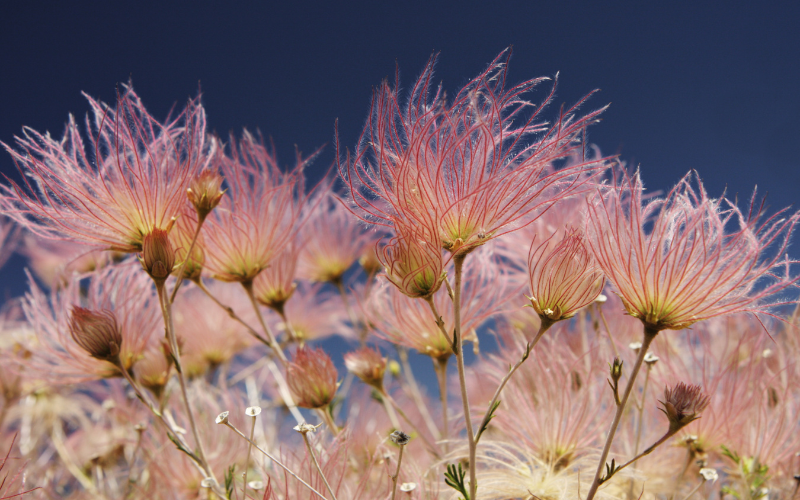 Apache Plume Flower - Flowers Name Starting with A