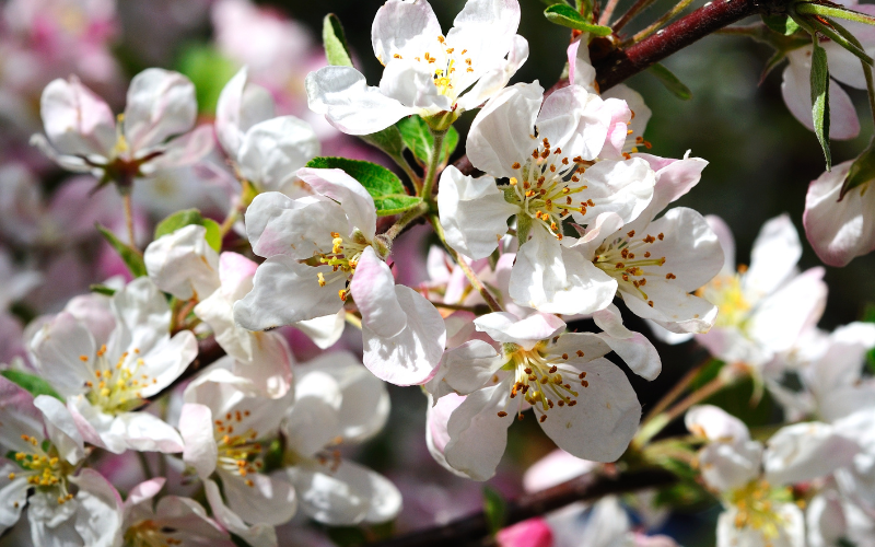 Apple Blossom - Flowers Name Starting with A