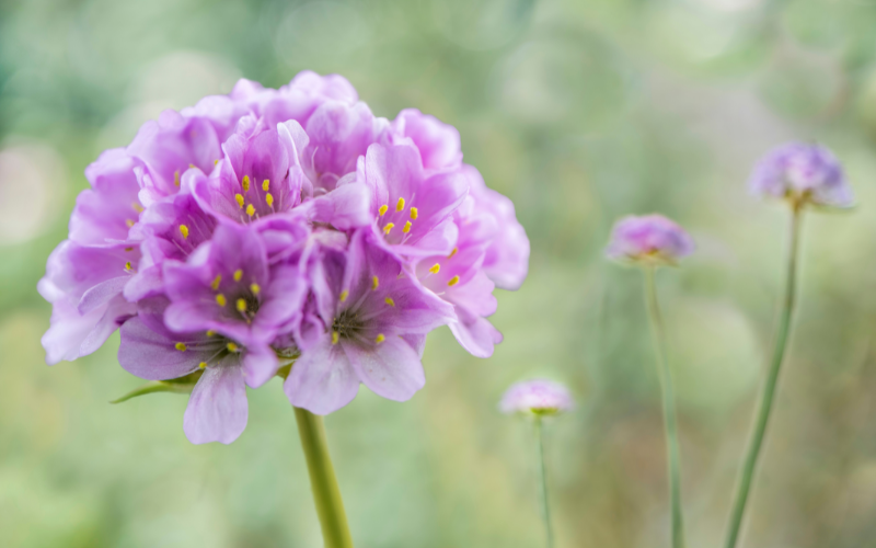 Armeria Flower - Flowers Name Starting with A
