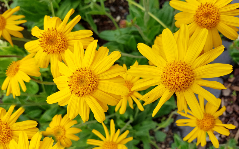 Arnica Flower - Flowers Name Starting with A