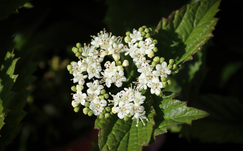 Arrowwood Viburnum Flower - Flowers Name Starting with A