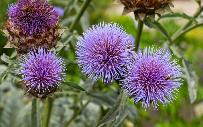 Artichoke Thistle Flower - Flowers Name Starting with A