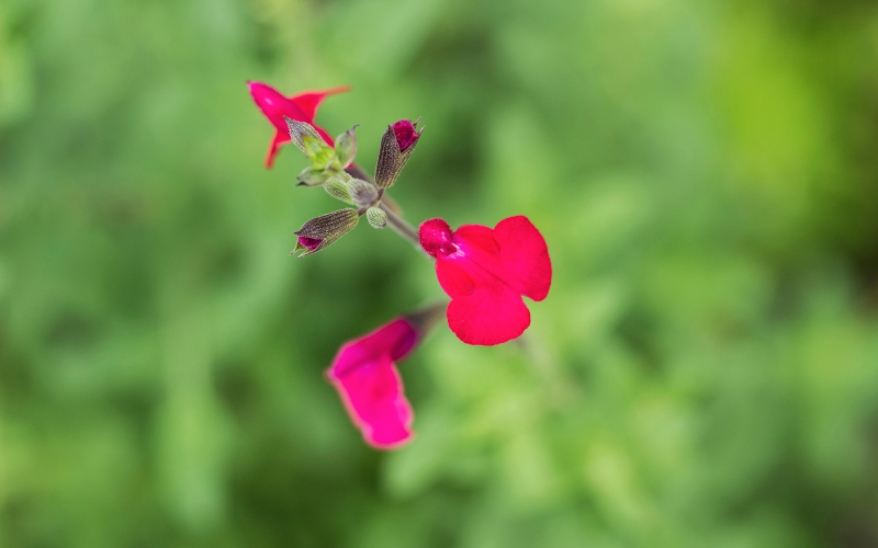 Autumn Sage Flower - Flowers Name Starting with A