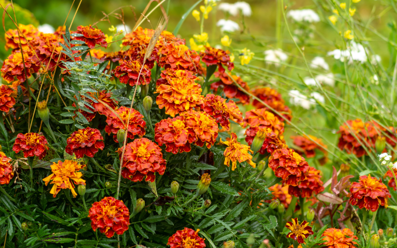 Aztec Marigold Flower-  Flowers Name Starting with A