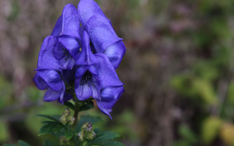 Azure Monkshood Flower - Flowers Name Starting with A