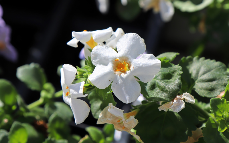 Bacopa Flower - White Flowers Name