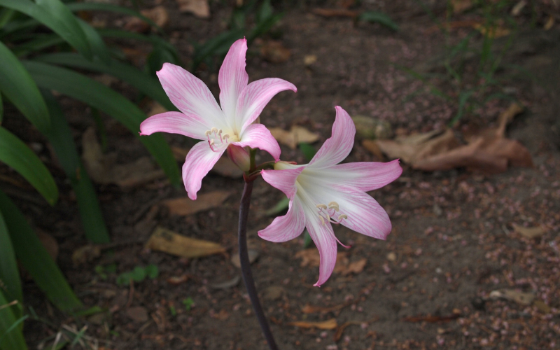 Belladonna Lily Flower - Pink Flowers Name