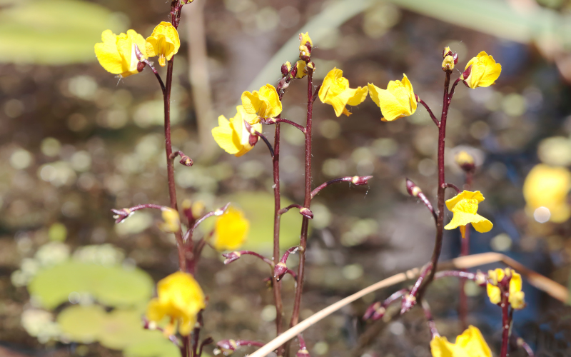 Bladderwort Flower - Flowers Name Starting with B
