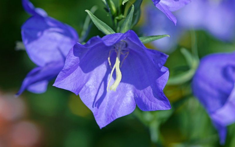 Blue Bellflower - Blue Flowers Name with Pictures