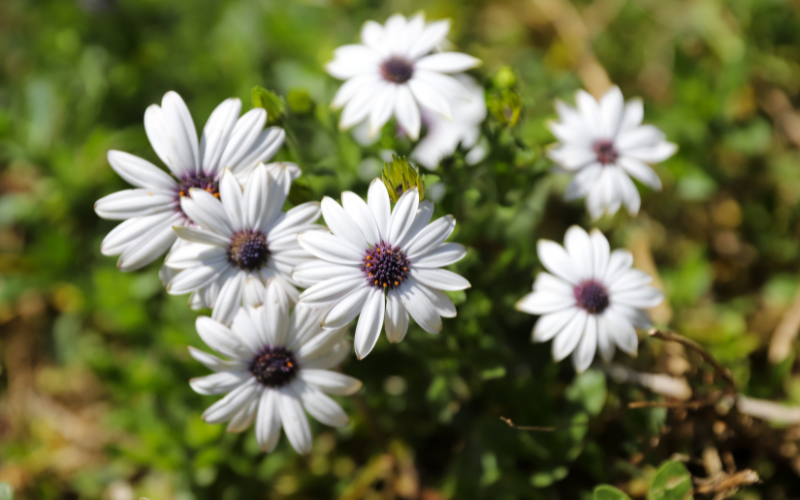 Blue-Eyed African Daisy Flower - Blue Flowers Name with Pictures