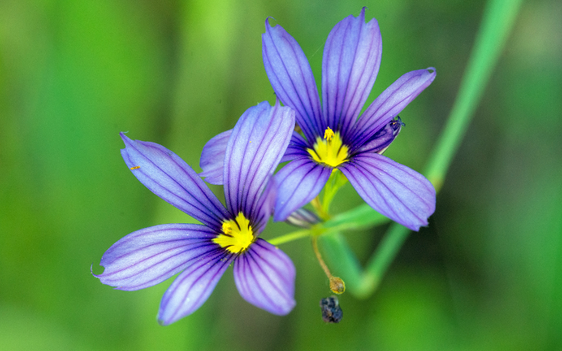 Blue-Eyed Grass Flower -  Flowers Name Starting with B