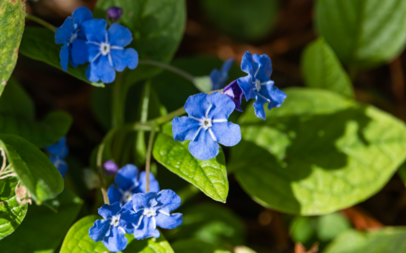 Blue-Eyed Mary Flower - Blue Flowers Name with Pictures