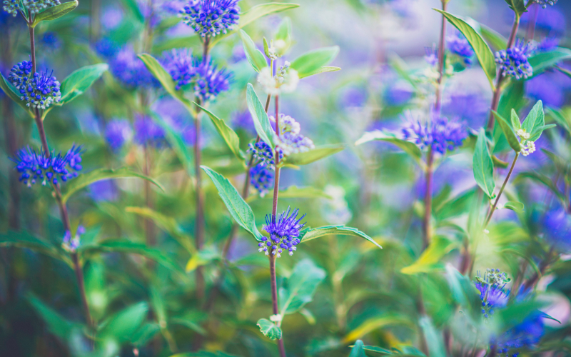 Blue Mist Spirea Flower -  Flowers Name Starting with B