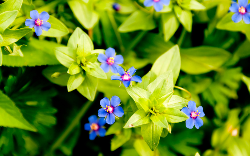Blue Pimpernel Flower - Blue Flowers Name with Pictures