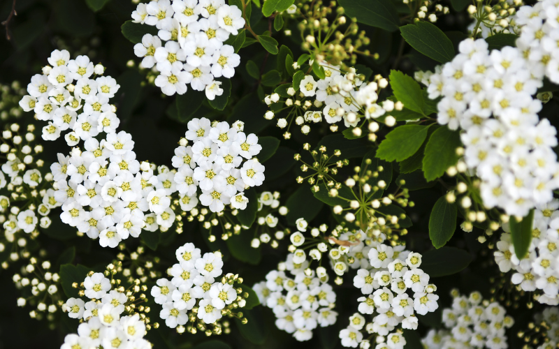 Bridal Wreath Spirea Flower - Flowers Name Starting with B
